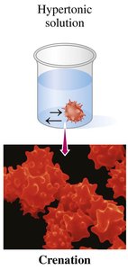 Red blood cells in hypertonic solution undergoing crenation