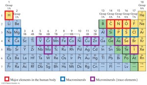 Periodic table highlighting elements essential for the human body