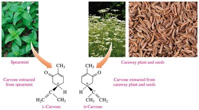 Enantiomers of carvone from spearmint and caraway