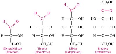 Examples of different monosaccharides by carbon number and functional group