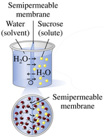 Diagram of osmosis through a semipermeable membrane
