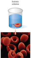 Red blood cells in isotonic solution