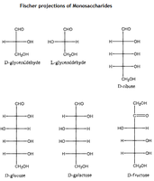 Fischer projections of monosaccharides