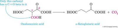 Decarboxylation in the TCA cycle