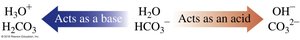 Amphiprotic behavior of water and bicarbonate