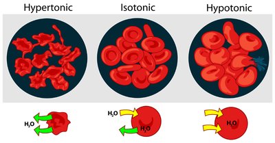 Effects of isotonic, hypotonic, and hypertonic solutions on red blood cells