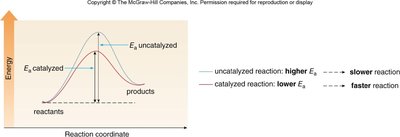 Energy diagram comparing catalyzed and uncatalyzed reactions