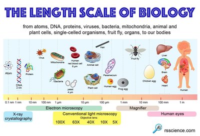 Length scale of biology