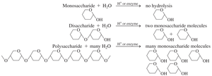 Hydrolysis of carbohydrates