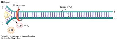 Helicase and DNA gyrase at replication fork