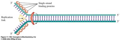 Single-strand binding proteins at replication fork