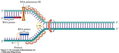 Primase synthesizing RNA primer at replication fork