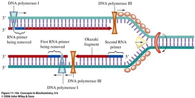 Leading and lagging strand synthesis at replication fork