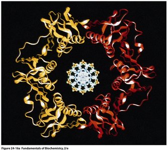 DNA clamp structure