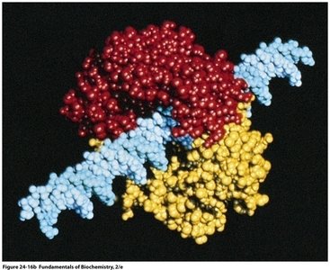 DNA clamp structure