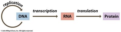 Central Dogma: DNA to RNA to Protein