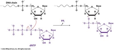 Phosphoanhydride hydrolysis in DNA synthesis