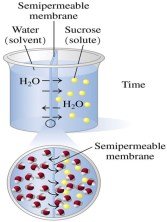 Osmosis through semipermeable membrane