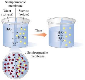 Osmotic pressure diagram