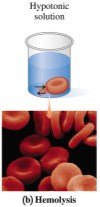 Hemolysis in hypotonic solution