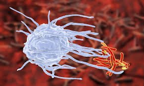 Macrophage attacking Mycobacterium tuberculosis
