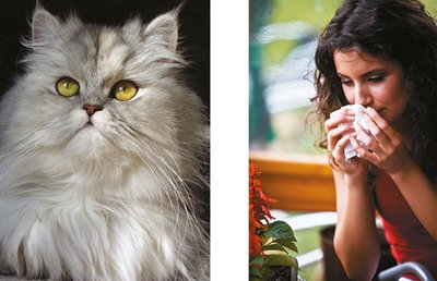 Cat and person sneezing