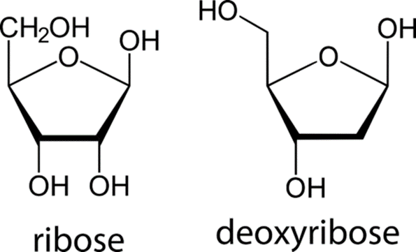 Structures of ribose and deoxyribose