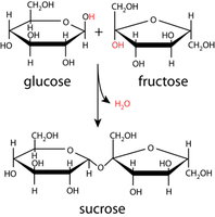 Formation of sucrose from glucose and fructose