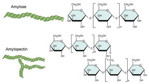 Amylose and amylopectin structures
