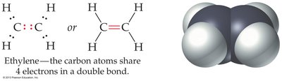 Ethylene: double bond