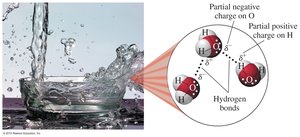 Water molecules and hydrogen bonding