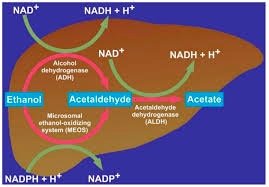 Ethanol metabolism: oxidation to acetaldehyde and acetate