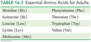 Table of essential amino acids