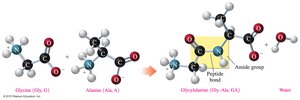 Formation of a peptide bond