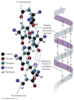 Alpha helix structure