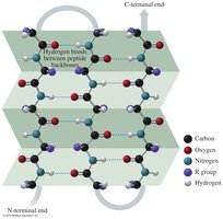 Beta-pleated sheet structure