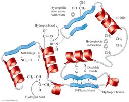 Tertiary structure of a protein