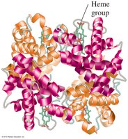 Quaternary structure of hemoglobin
