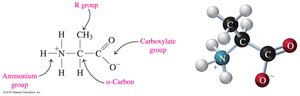 General structure of an amino acid