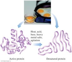 Denaturation of protein (egg cooking example)