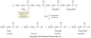 Protein hydrolysis
