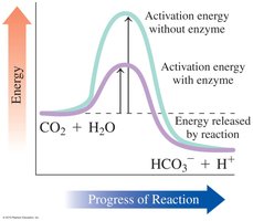 Enzyme lowers activation energy