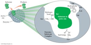 Active site binds substrate
