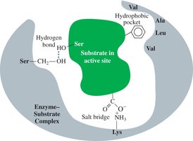 Enzyme-catalyzed reaction cycle