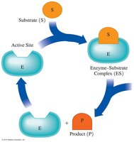 Induced-fit model of enzyme action