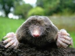 Mole animal representing the concept of a mole