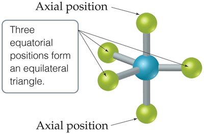 Axial and equatorial positions in trigonal bipyramidal geometry