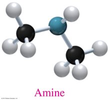 Amine model