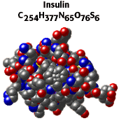 Molecular model of insulin protein