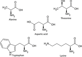 General structure of an amino acid